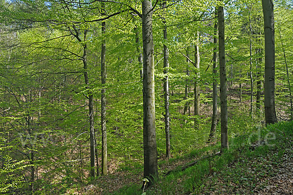 Thüringen (Thuringia)