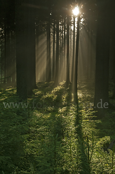 Thüringen (Thuringia)