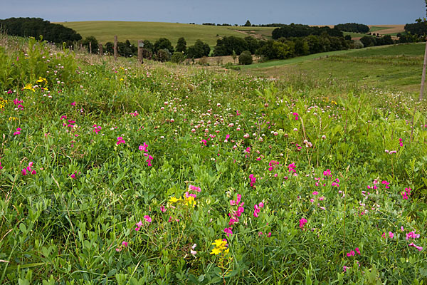 Thüringen (Thuringia)