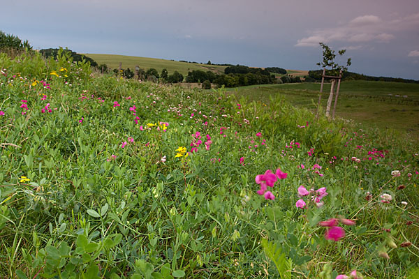 Thüringen (Thuringia)