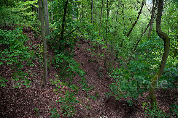 Thüringen (Thuringia)