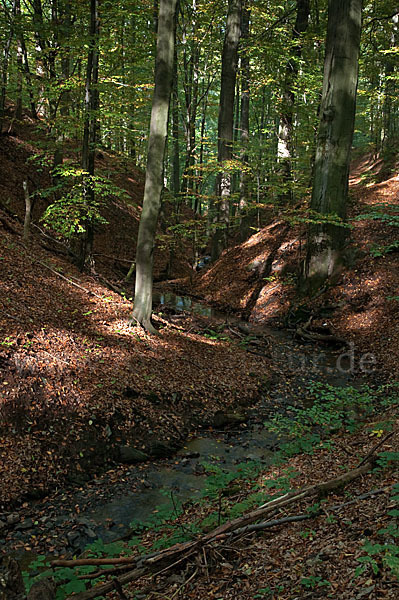 Thüringen (Thuringia)