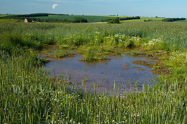 Thüringen (Thuringia)