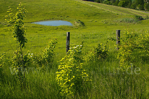 Thüringen (Thuringia)