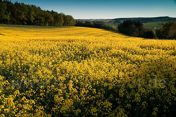 Thüringen (Thuringia)