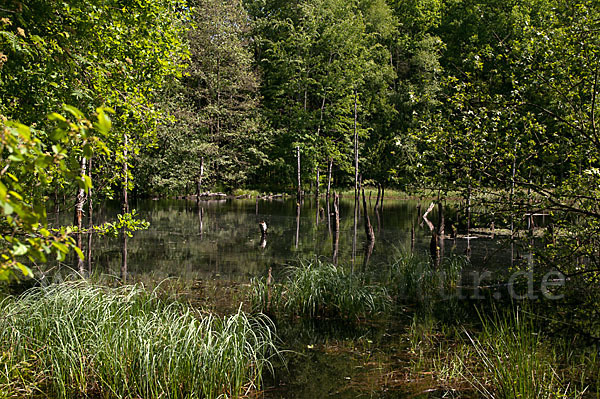 Thüringen (Thuringia)