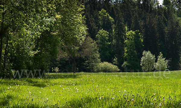 Thüringen (Thuringia)