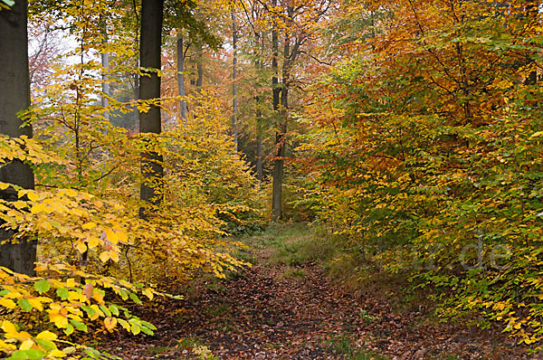 Thüringen (Thuringia)