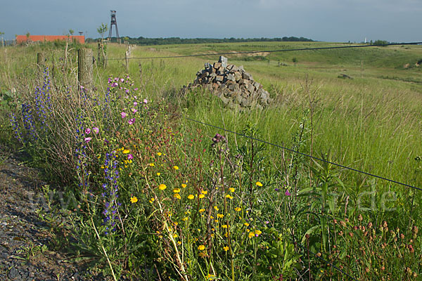 Thüringen (Thuringia)