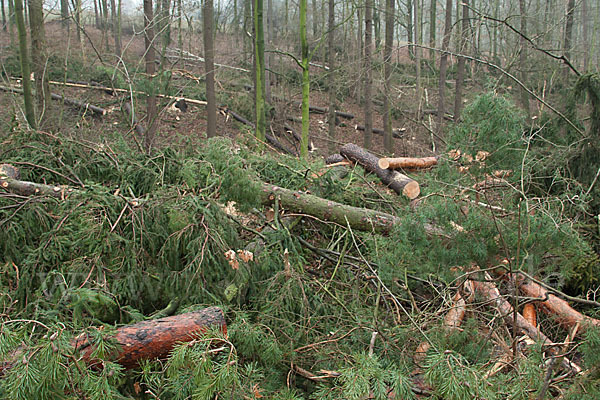 Thüringen (Thuringia)