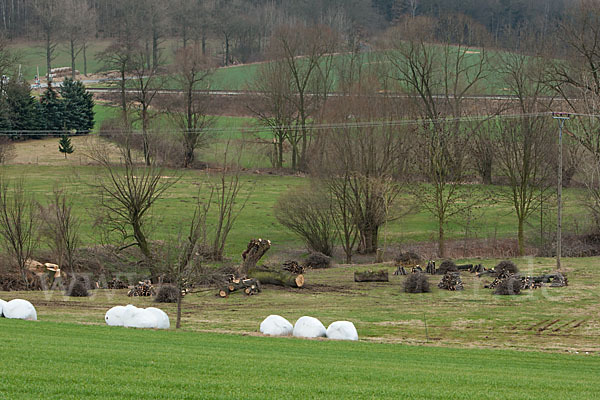 Thüringen (Thuringia)