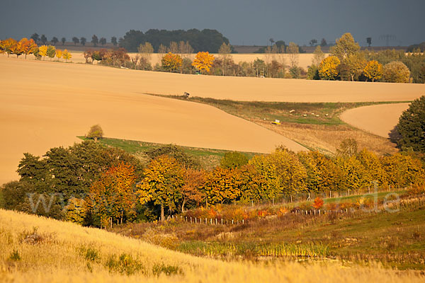 Thüringen (Thuringia)