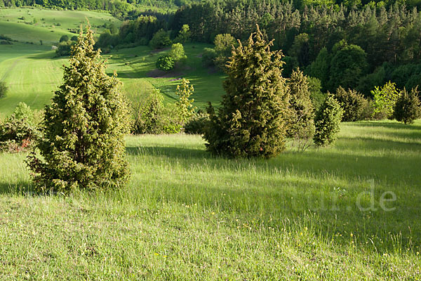 Thüringen (Thuringia)