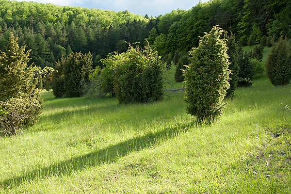 Thüringen (Thuringia)