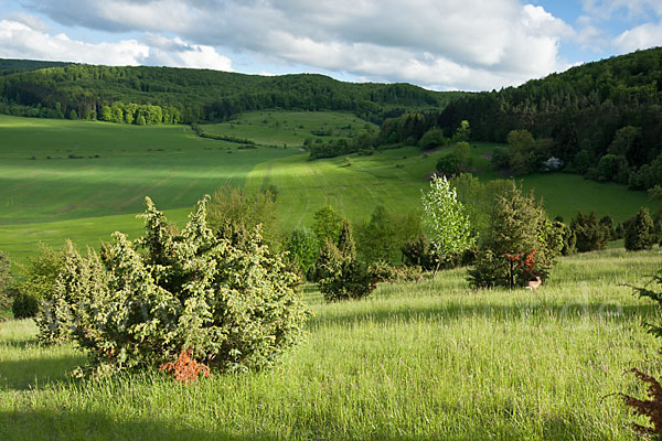 Thüringen (Thuringia)