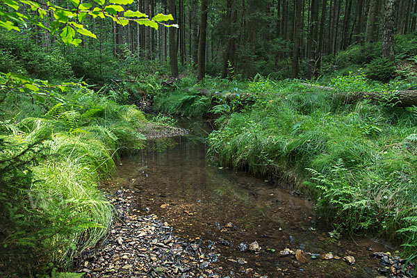 Thüringen (Thuringia)