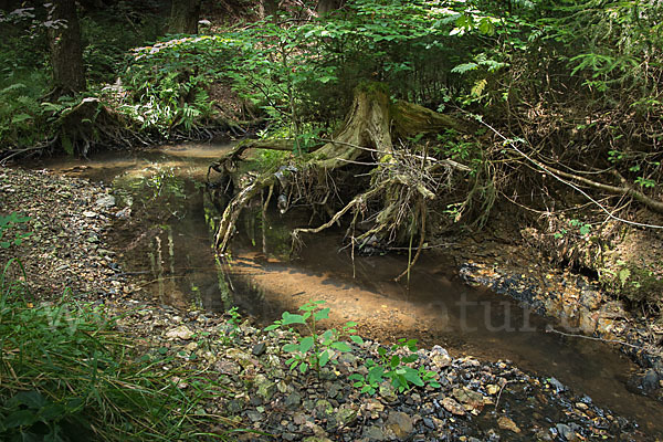 Thüringen (Thuringia)