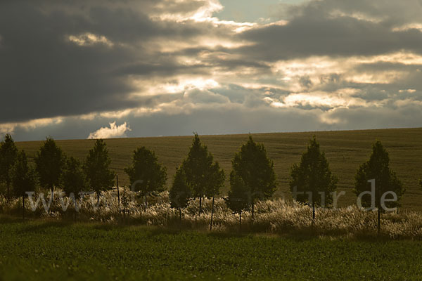 Thüringen (Thuringia)