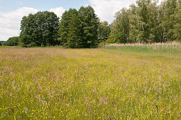 Thüringen (Thuringia)