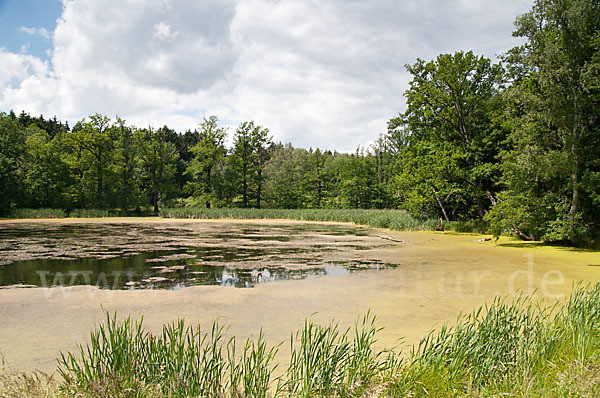 Thüringen (Thuringia)