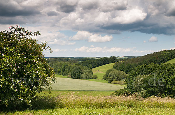 Thüringen (Thuringia)