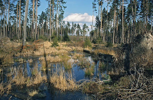 Thüringen (Thuringia)