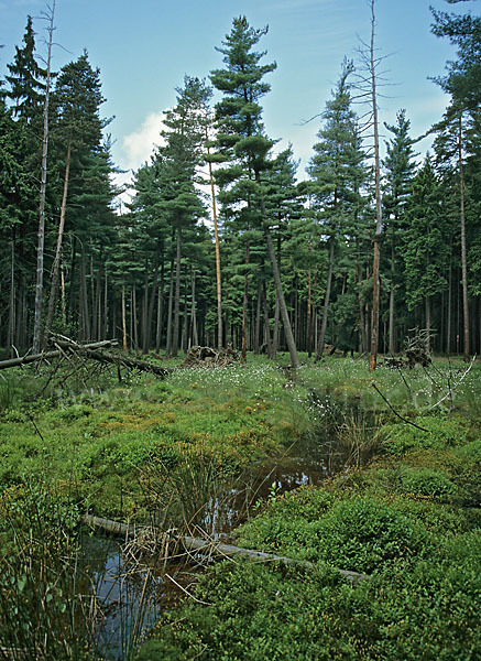 Thüringen (Thuringia)