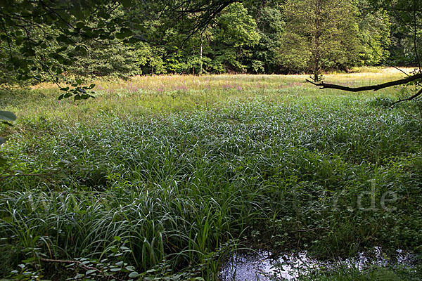 Thüringen (Thuringia)