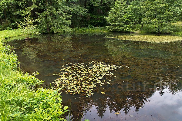 Thüringen (Thuringia)