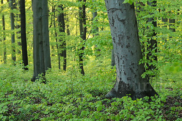 Thüringen (Thuringia)