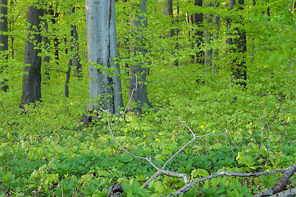 Thüringen (Thuringia)