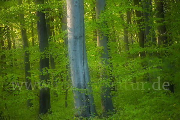 Thüringen (Thuringia)