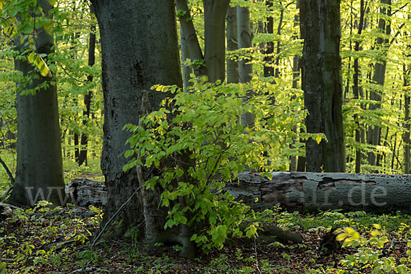 Thüringen (Thuringia)