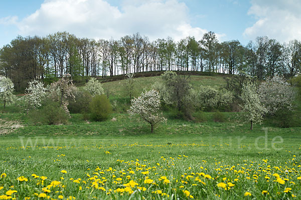 Thüringen (Thuringia)