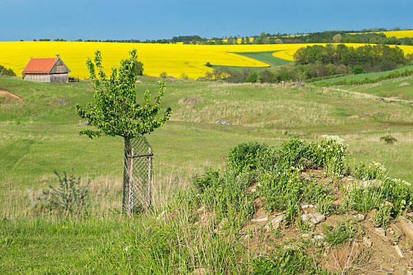 Thüringen (Thuringia)