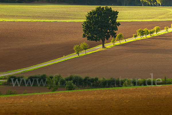 Thüringen (Thuringia)