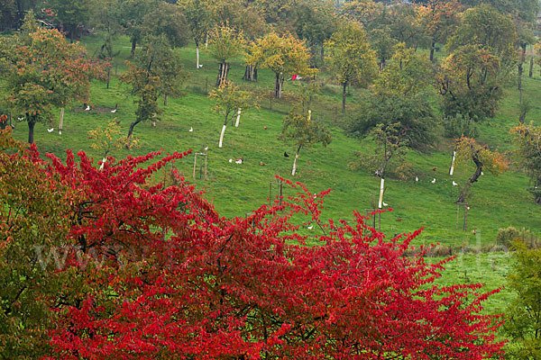 Thüringen (Thuringia)