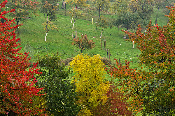 Thüringen (Thuringia)