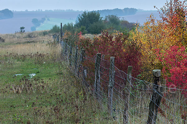 Thüringen (Thuringia)