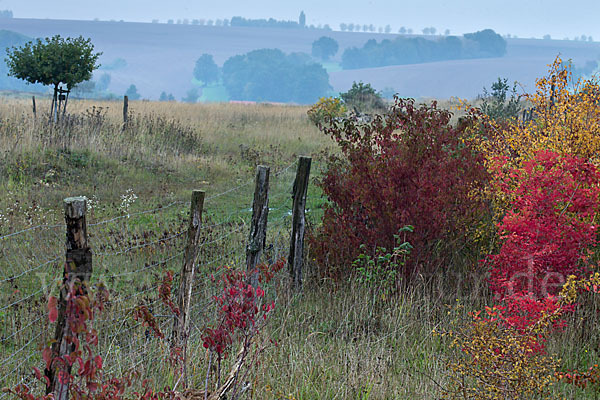 Thüringen (Thuringia)