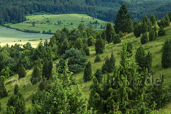 Thüringen (Thuringia)