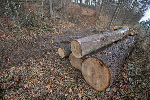 Thüringen (Thuringia)