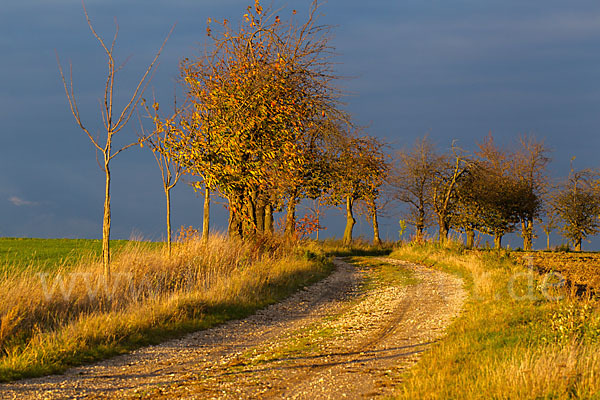 Thüringen (Thuringia)