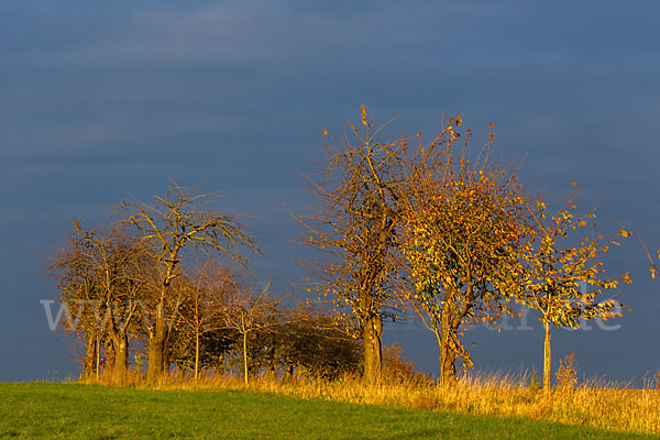 Thüringen (Thuringia)