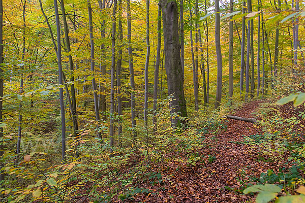 Thüringen (Thuringia)