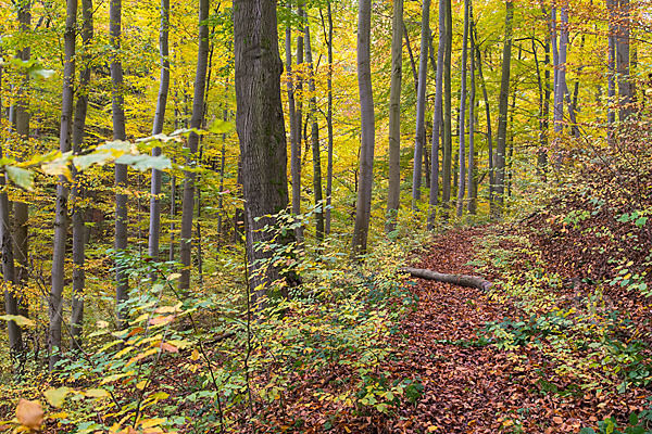 Thüringen (Thuringia)