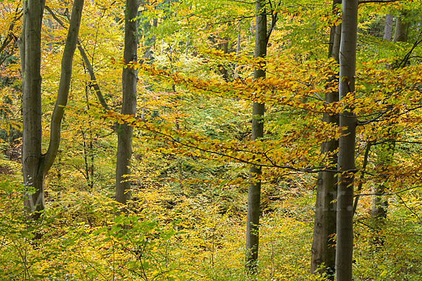 Thüringen (Thuringia)