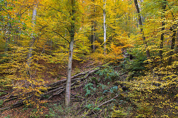 Thüringen (Thuringia)