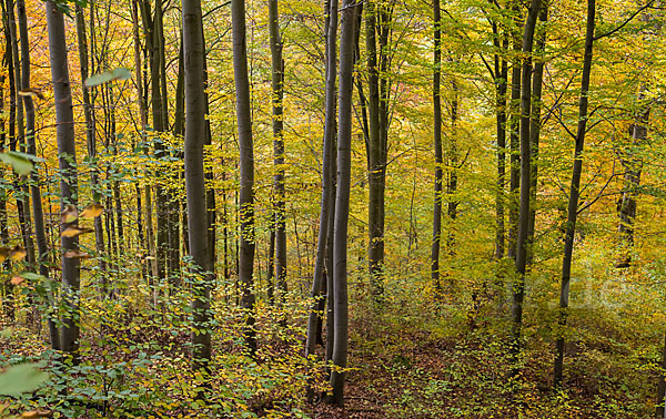 Thüringen (Thuringia)