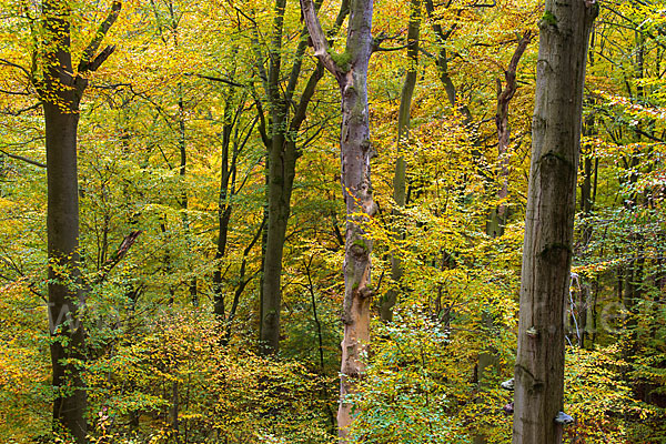 Thüringen (Thuringia)